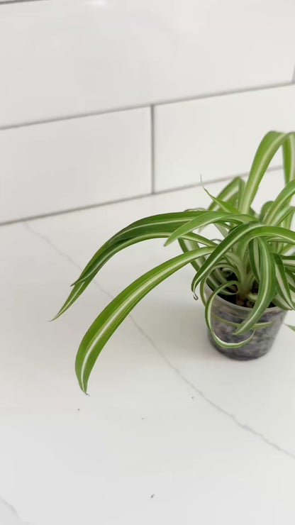 Bonnie Spider Plant – 2" Starter Plant