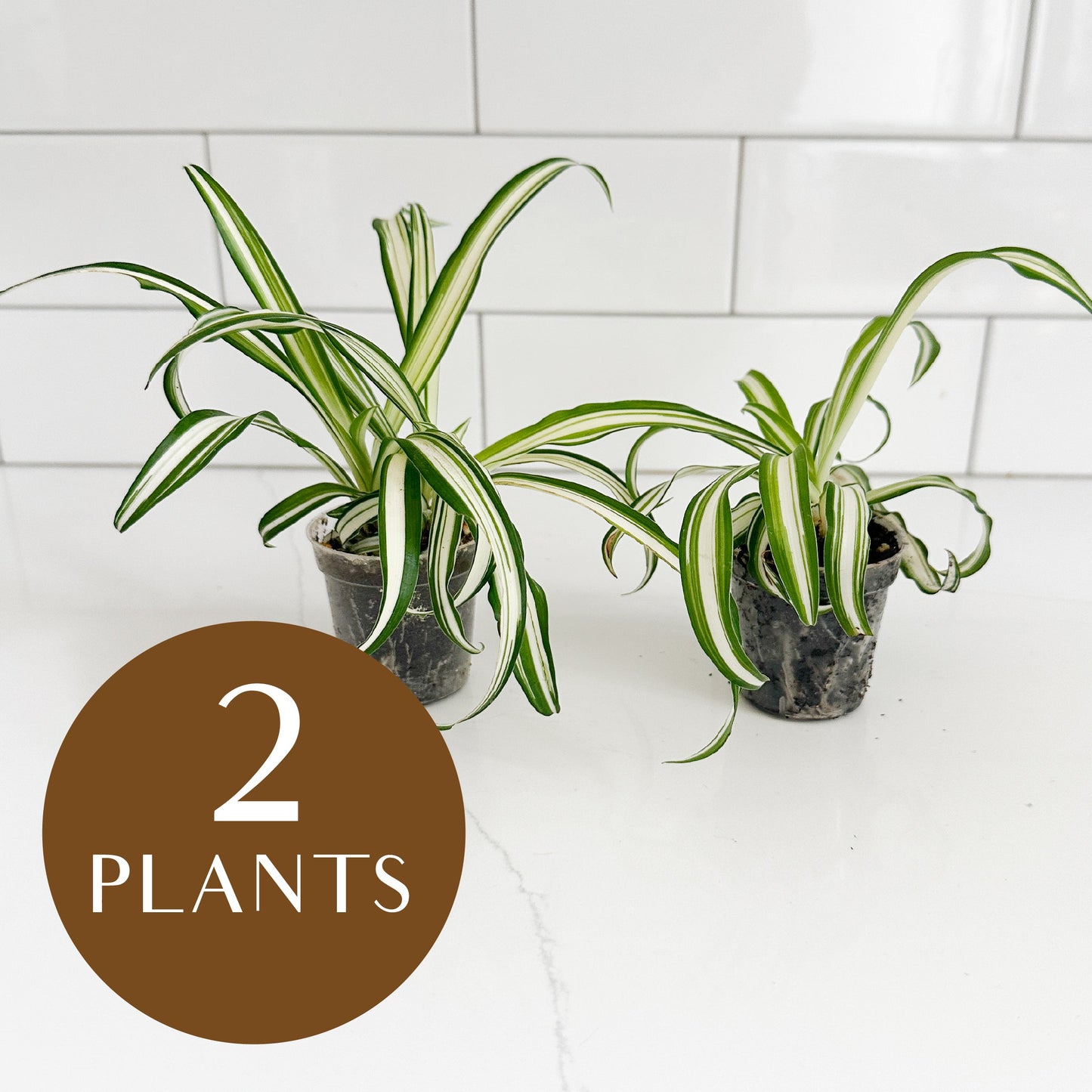 Two potted spider plants on a white countertop in front of a white subway tile backsplash, with a brown circular graphic overlay reading '2 PLANTS'.