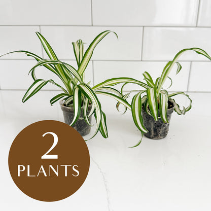 Two potted spider plants on a white countertop in front of a white subway tile backsplash, with a brown circular graphic overlay reading '2 PLANTS'.