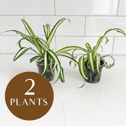 Two potted spider plants on a white countertop in front of a white subway tile backsplash, with a brown circular graphic overlay reading '2 PLANTS'.